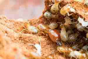get rid of termites